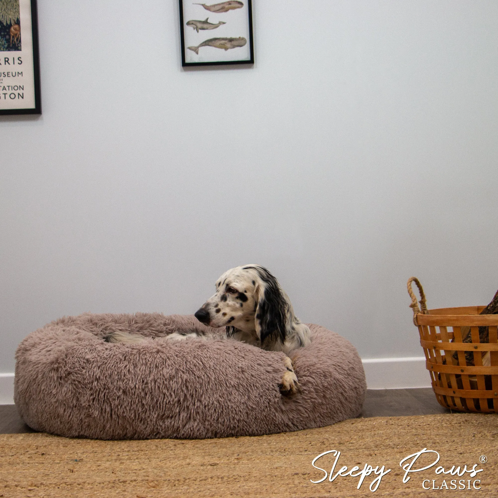 Ancol - Sleepy Paws Super Plush Donut Bed - Oatmeal - Small (50cm)