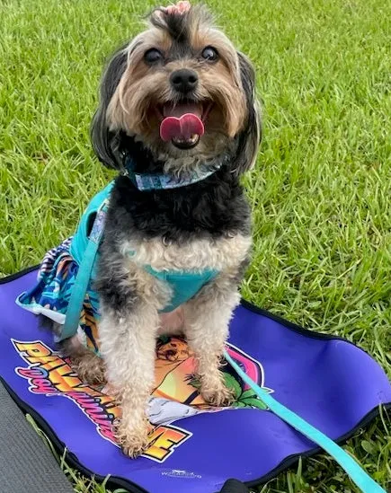 Custom Dog Travel Mat