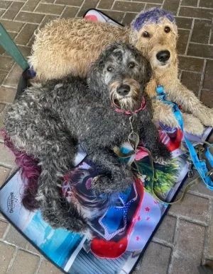 Custom Dog Travel Mat