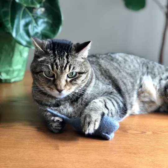 MOUSE Wool Cat Toy | Kitten Toy