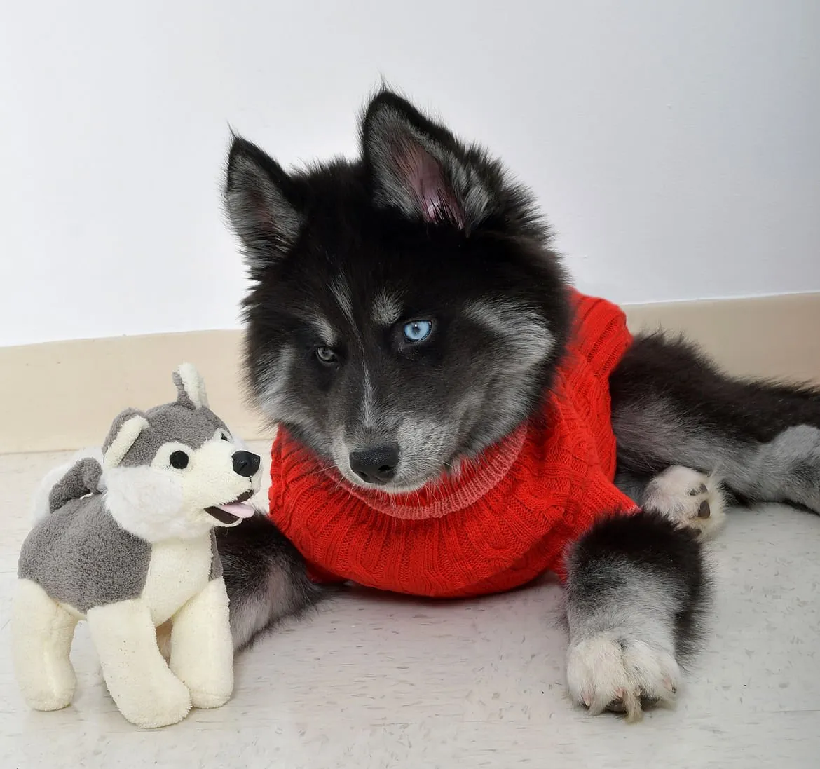 Plush Squeaky Dog Toys