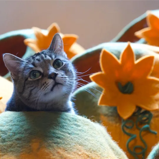 PUMPKIN Wool Cat Cave | Cat Bed