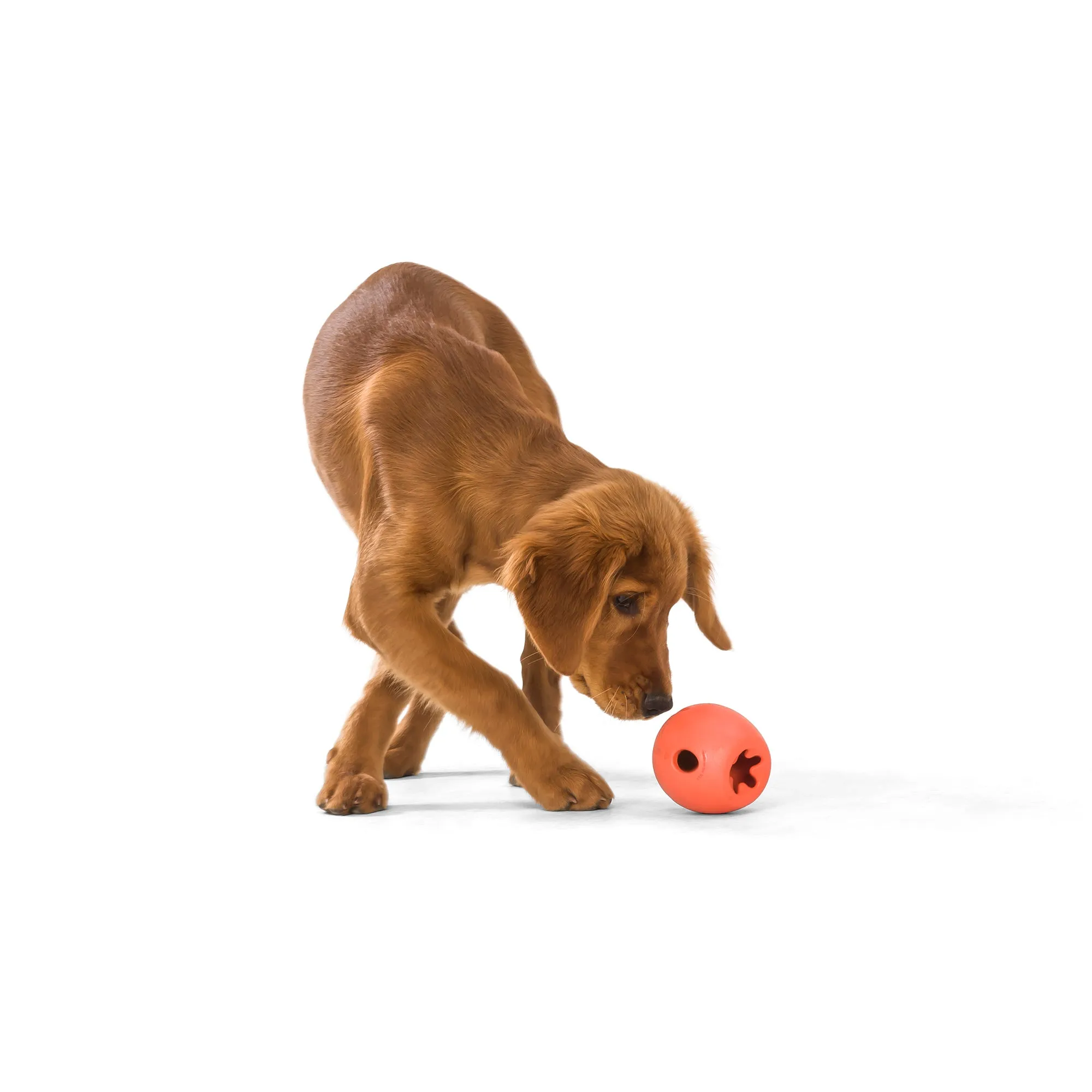 Rumbl® by WestPaw